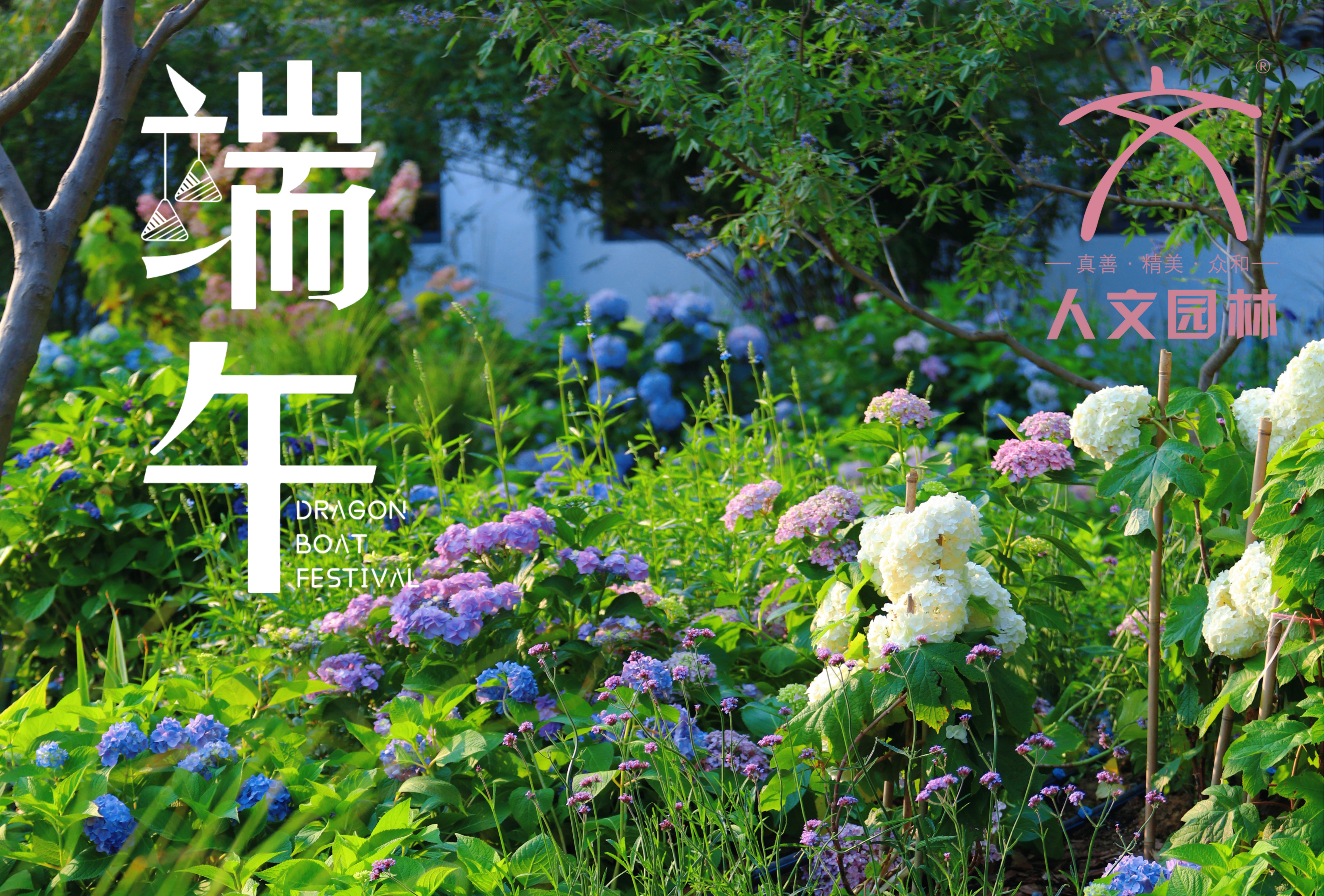 端午安康|與“花”相約，共賞佳節(jié)芬芳